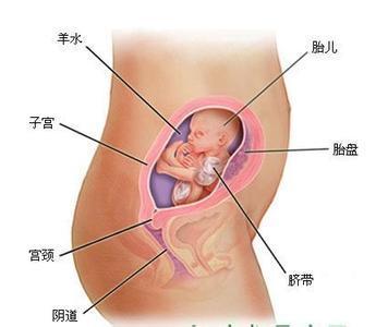 胎儿六个月大小，揭秘胎儿成长奥秘