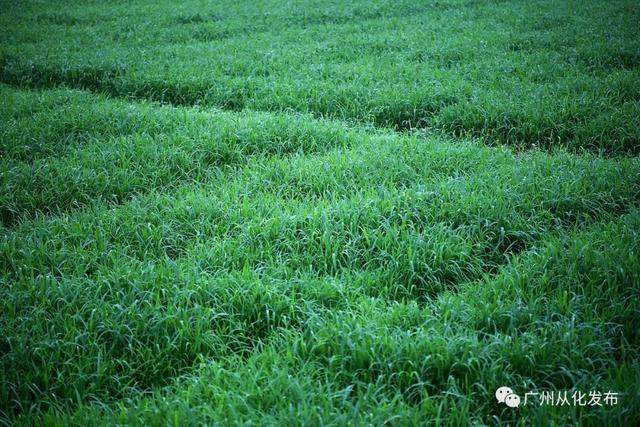 广东省马草种植基地概览