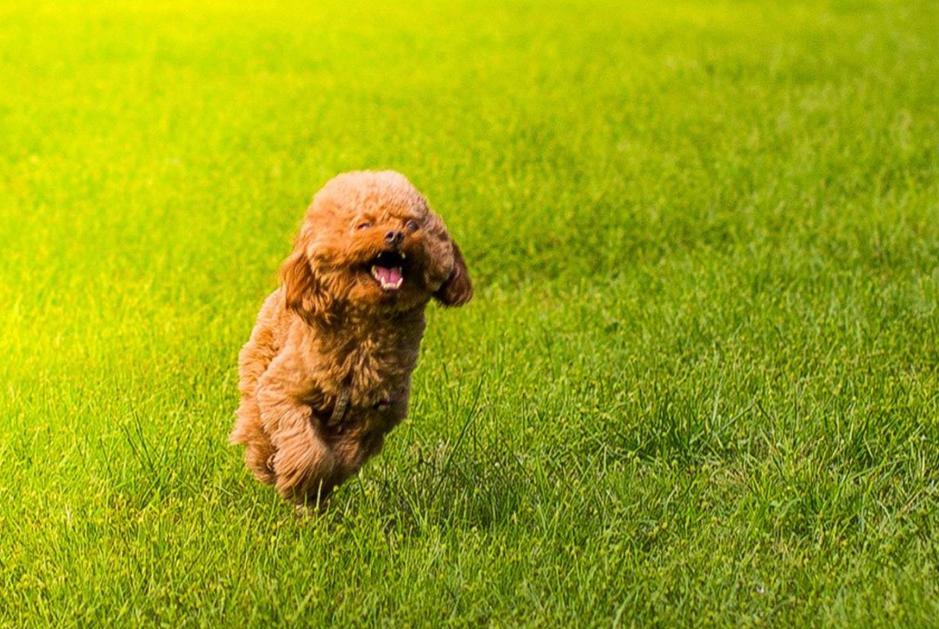 两个月大的泰迪睡觉是否怕冷，探究宠物犬的睡眠温度需求